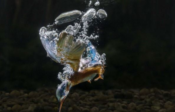 Cận cảnh màn ngụp lặn dưới nước săn mồi của chim bói cá