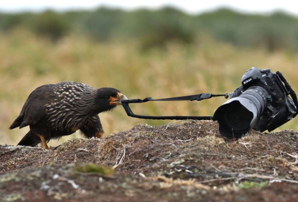 Chú chim láu cá âm mưu “đánh cắp” máy ảnh của nhiếp ảnh gia