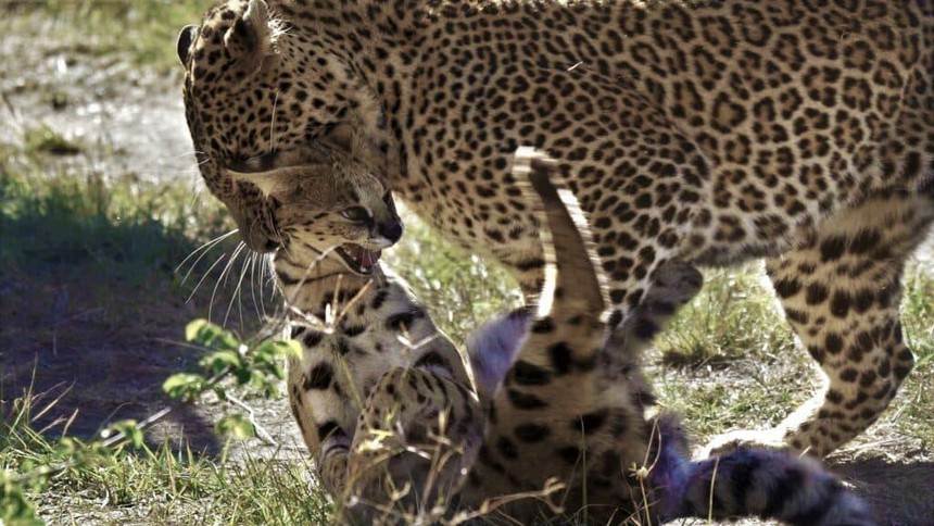 Clip: báo hoa mai trừng phạt đối thủ