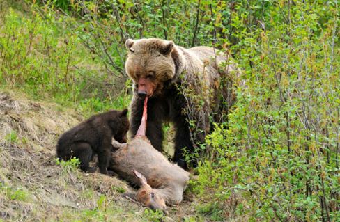 Clip: Gấu nâu xé xác hươu con dã man