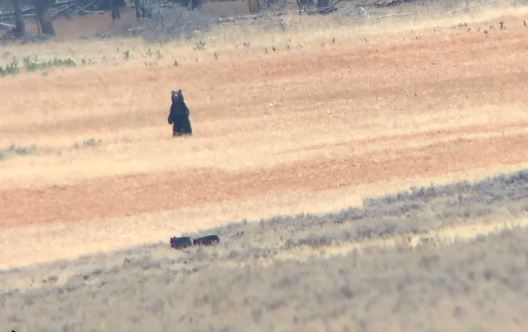 Gấu xám ỷ mạnh đối đầu với cả bầy sói để nhận cái kết “đắng ngắt”