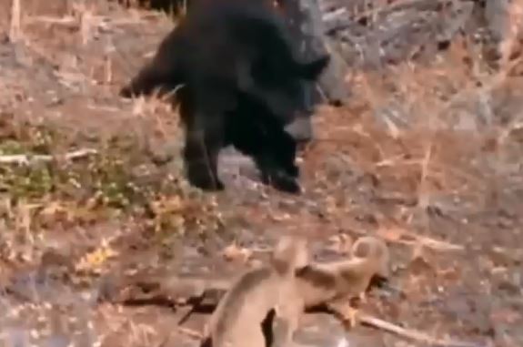 Bắt nạt báo con, gấu đen bị báo mẹ dạy cho bài học nhớ đời