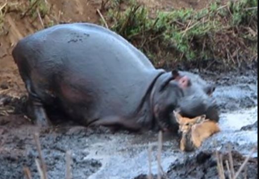 Clip: Rợn người nhìn cảnh hà mã tàn sát linh dương