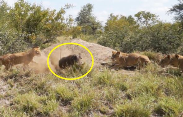 Clip: Heo rừng thoát thân ngoạn mục trước vòng vây của bầy sư tử
