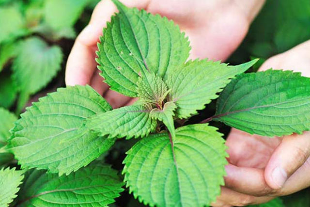 Đau dạ dày lâu năm cứ lấy nắm lá tía tô làm theo cách này, cơn đau của bạn sẽ nhanh chóng tan biến