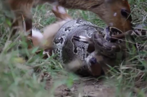 Nai mẹ điên cuồng lao vào “tử chiến” với trăn “khủng” để cứu con, kết quả ra sao?