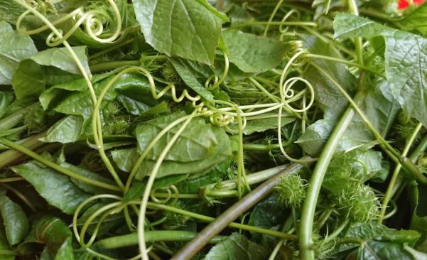 Loại rau dại khi rửa có bọt như xà phòng nhưng cực giàu dưỡng chất giúp an thần, ngủ ngon