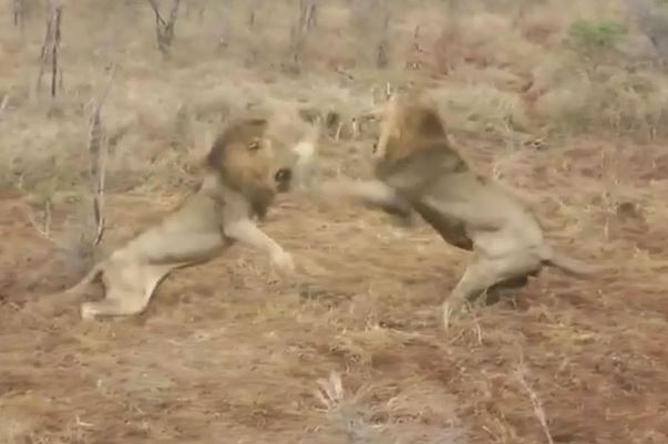 Clip: Cuộc chiến giành mồi tàn khốc của 2 con sư tử đực