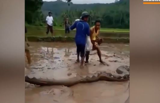 Người dân bất ngờ bắt được trăn khổng lồ trên cánh đồng lúa