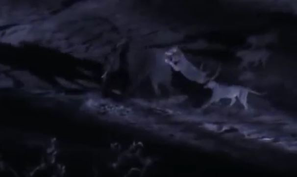 Voi rừng bị 30 con sư tử tập kích, tuyệt vọng khi không thể thoát thân