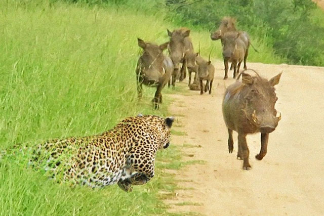 Clip: Cận cảnh màn săn lợn rừng của báo hoa mai