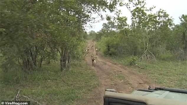 Thế trận cực kỳ chặt chẽ của bầy voi đẩy lùi pha tấn công của tổ đội săn mồi nguy hiểm nhất châu Phi ảnh 1