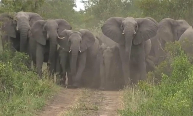 Thế trận cực kỳ chặt chẽ của bầy voi đẩy lùi pha tấn công của tổ đội săn mồi nguy hiểm nhất châu Phi ảnh 2