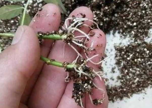 Tưới 1 thìa nước đường cho cây, điều kỳ diệu sẽ xảy ra, nhiều người tiếc hùi hụi vì bây giờ mới biết