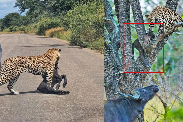 Clip: Trâu rừng nỗ lực cứu con khỏi nanh vuốt của báo hoa mai trong vô vọng