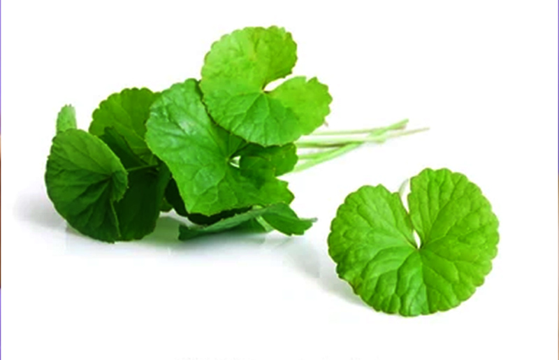 Những tác dụng của rau má trong việc chăm sóc da