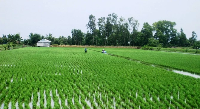 Sản xuất mô hình tôm - lúa ở ĐBSCL được khuyến khích mở rộng.
