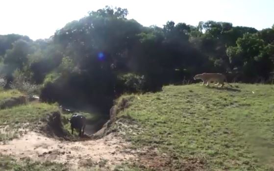 Cậy đông trêu chọc trâu rừng, sư tử “ê mặt” vì bị con mồi đuổi chạy tán loạn