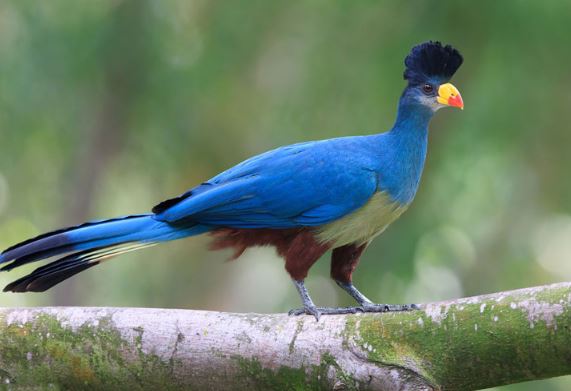 Chiêm ngưỡng loài chim chỉ có ở châu Phi