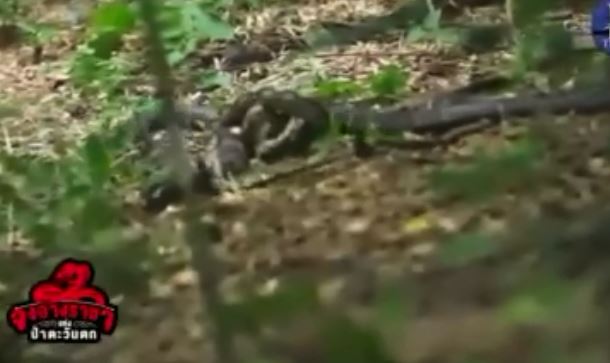 Rắn hổ mang đau đớn quằn quại sau cú 'đớp' ngang cổ của trăn vua