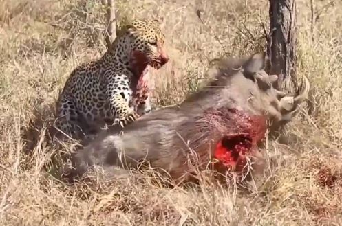 Clip: Màn vật lộn đẫm máu giữa báo và heo rừng