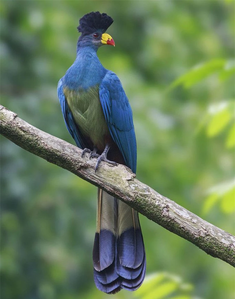 Chim Turaco xanh chủ yếu di chuyển trên cây, chúng rất lười xuống đất (trừ khi uống nước và tắm).