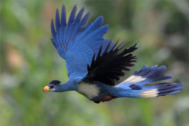 Chân của chim Turaco xanh lớn có màu chì.