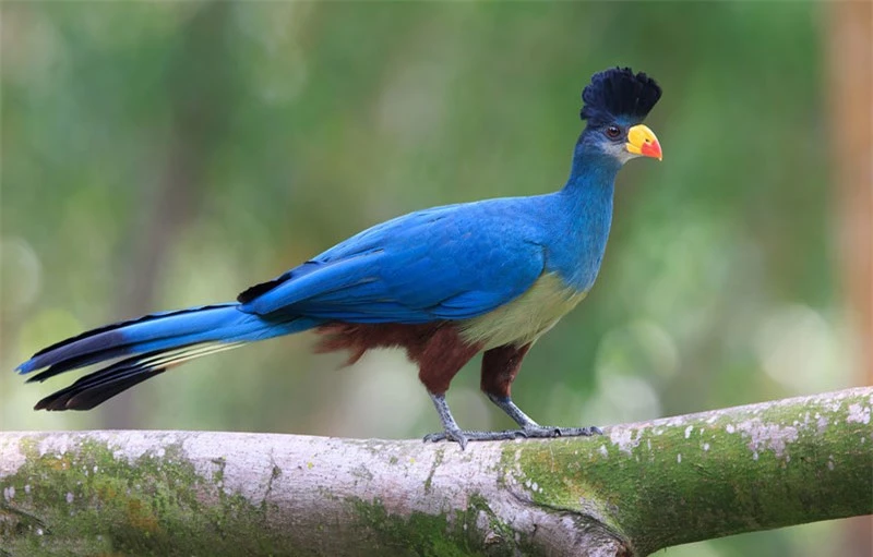 Mỏ có 2 màu đen và đỏ.