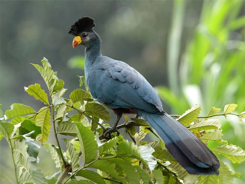 Chim Turaco xanh thường sinh sống ở những khu rừng ấp thấp có độ cao 2.700m so với mực nước biển.