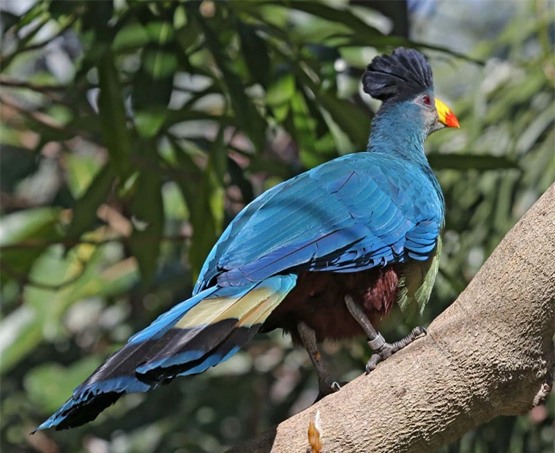 Chim Turaco xanh bay không quá giỏi.