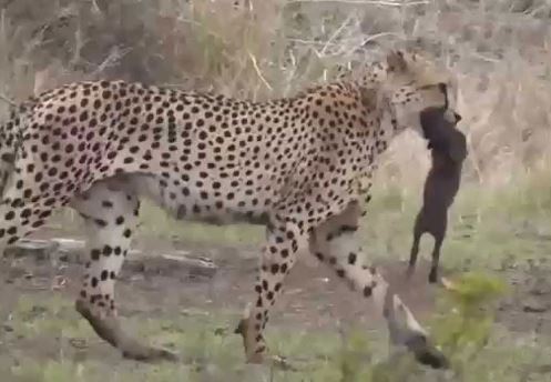 Clip: Báo săn tóm gọn heo rừng