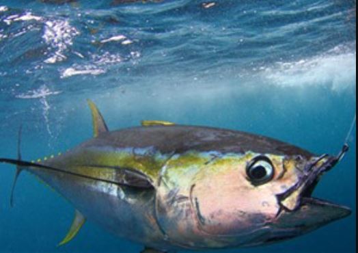 Clip: Cận cảnh màn câu cá ngừ “siêu tốc” của ngư dân Australia