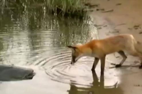 Clip: Cáo "câu trộm" cá trê khổng lồ của ngư dân