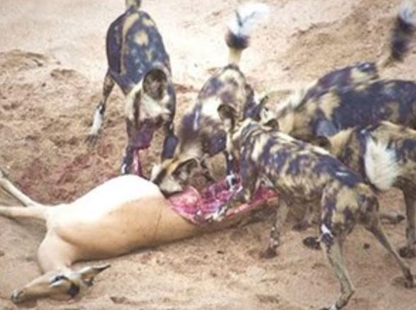 Clip: Chó hoang lôi linh dương con sắp sinh ra khỏi bụng mẹ