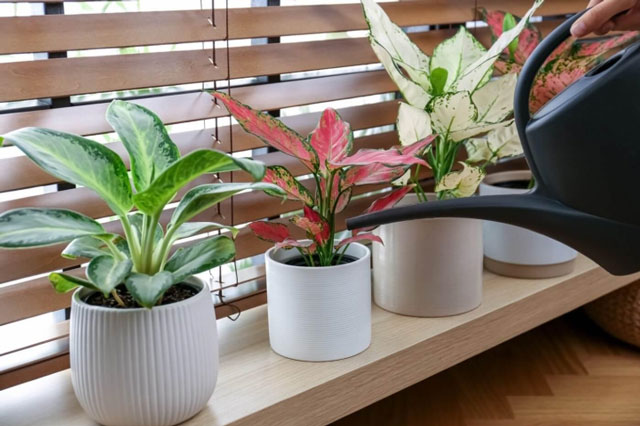 8 loại cây cảnh trong nhà thích hợp với người lười và bận