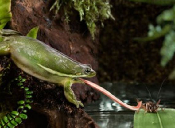 Clip: Cận cảnh tuyệt chiêu săn mồi của ếch