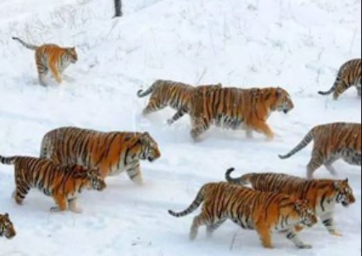 Clip: Hổ “béo ú” săn… flycam trong nháy mắt