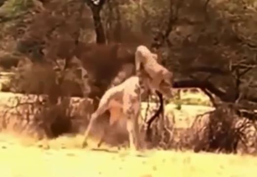 Bay người lên không, sư tử hạ gục hươu cao cổ bằng ngón đòn “cực lạ“