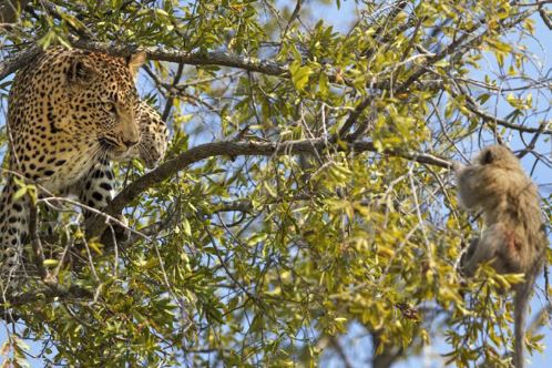 Clip: Báo đốm truy sát khỉ con trên cây