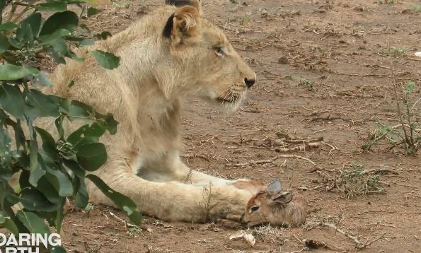 Bất ngờ trước cảnh sư tử âu yếm, vuốt ve linh dương con