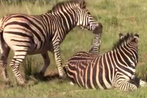 Clip: Ngựa vằn đực giết con non để sớm được giao phối