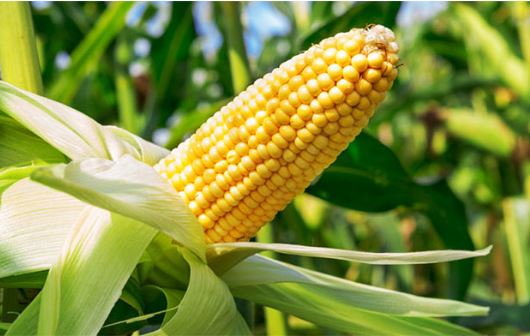 Tuyệt chiêu giảm cân với ngô nhiều chị em chưa biết