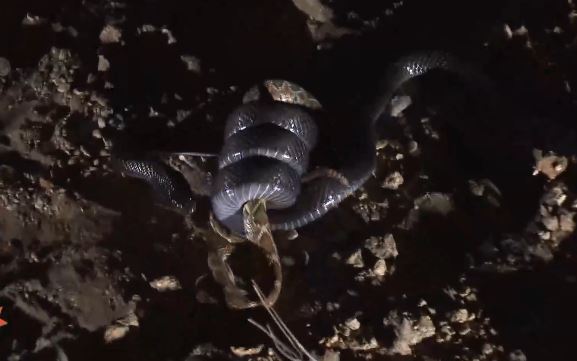 Cậy có nọc độc, rắn đuôi chuông lao vào tử chiến với “sát thủ đen“