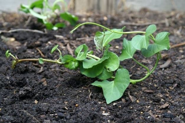 5 loại rau nhặt lá xong nhớ giữ lại cành, đem cắm xuống đất quanh năm có rau ăn