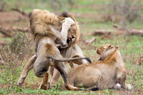 Clip: 2 con sư tử đực hỗn chiến giành sư tử cái