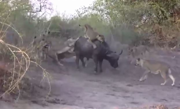 Bị 20 con sư tử lao vào cắn xé, trâu rừng phản đòn 'cực gắt'