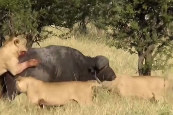 Clip: Đàn sư tử bất lực trước sự hung hăng của trâu rừng