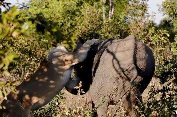 Tấn công voi không thành, sư tử 'co giò' bỏ chạy vì bị phản đòn