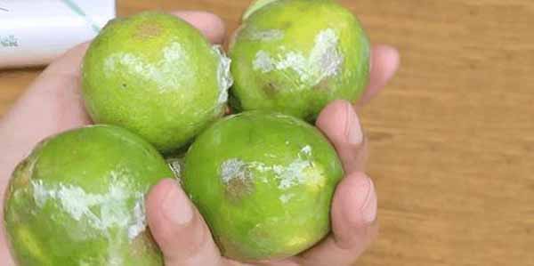 Bí quyết bảo quản chanh tươi cả tháng không hỏng 
