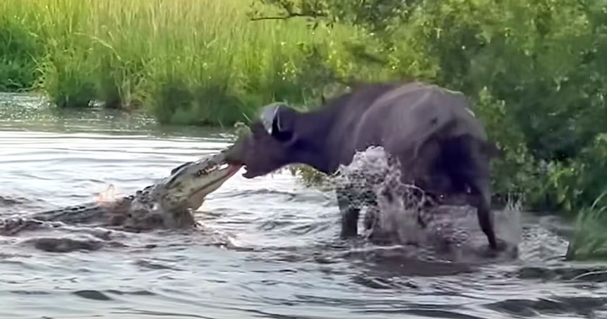 Clip: Màn kéo co kỳ quặc bằng "mũi" giữa trâu rừng và chúa tể đầm lầy